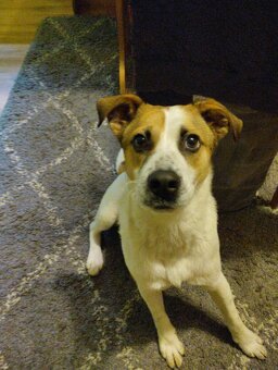 Darujem psíka kríženca Jack Russell a staforda - 3