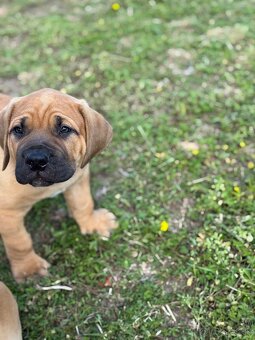 Boerboel - štěňátko pejsek - 3