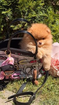 Pomeranian mini kluk - 3