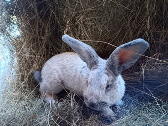 Vss samice a samce - 3