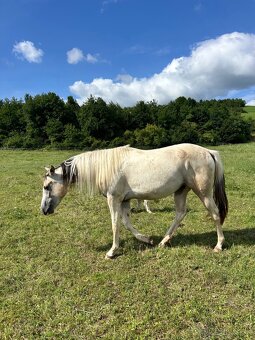 Kobyla 3 ročná - 3