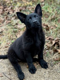 Nemecky ovciak steniatko s pp - 3