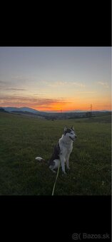 Darujem psa huskyho - 3