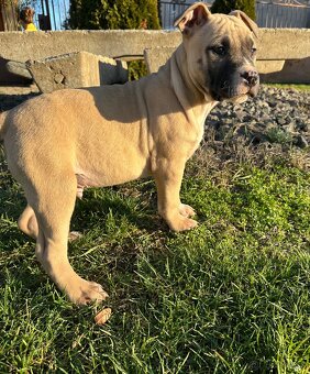 Staford šteniatka. - 3