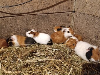 Morské prasiatka - 3