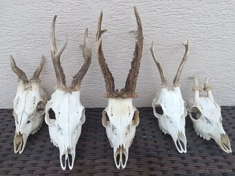 Parohy, zhody, trofeje, srnce - 3
