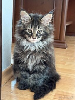 Mainska myvalia, maine  coon - 3