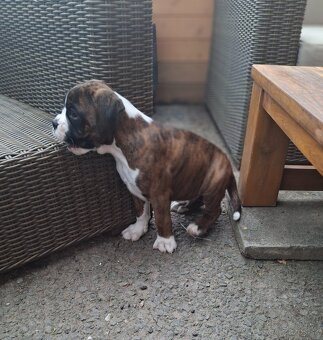 Boxer - 3