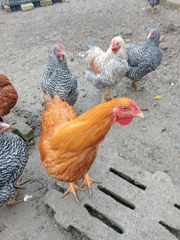 Kohút oravka 🐓🐓🐓 Indický bežec 🦆🦆 - 3