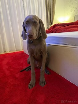 Weimařsky stavač - 3