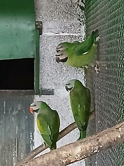 Alexander fúzatý - 3