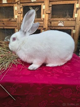 Králiky na mäso - 3