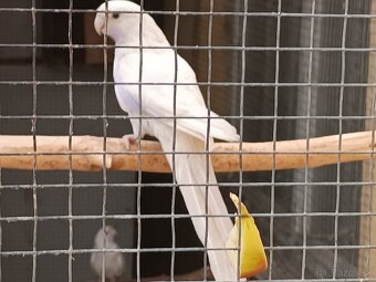 Penant zlaty pastel - 3