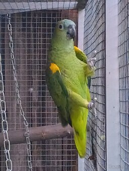 Amazoňan modročelý xanthopteryx. - 3