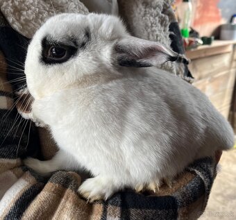 Zakrslý králik- samička, 3 roky - 3