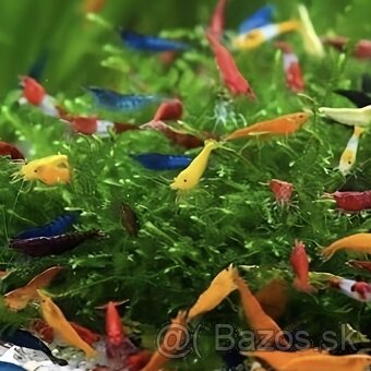 Farebné krevety Skittles 12ks - 3