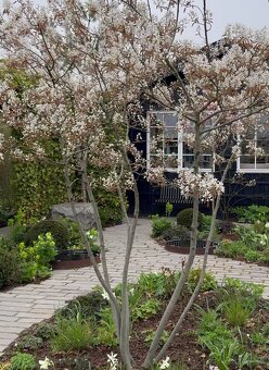 Muchovník Amelanchier lamarckii viackmeň - 3