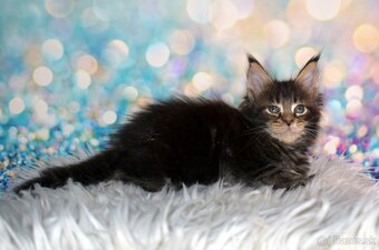 Mainska myvalia mačka - mačiatka Maine coon s PP - 3