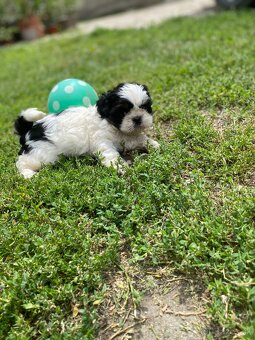 Shi-tzu,shitzu - 3