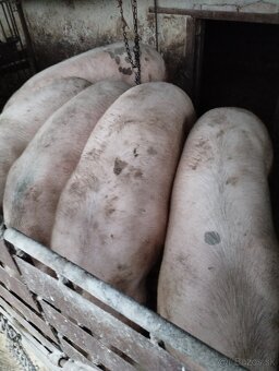 Vykrmene ošípané - 3