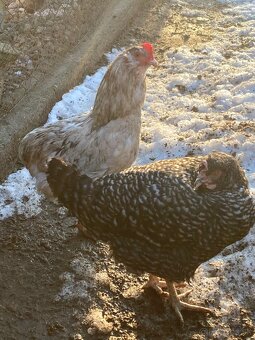 Araukana kohut 5 kusov - 3