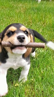 Beagle - 3