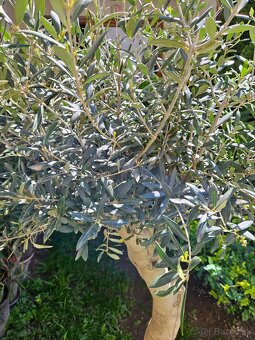 Olivovník olea europaea oliva - 3