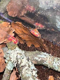 Ardentiella sp. Scarlet ( Merulanella, Isopod) - 3