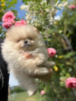 Pomeranian - 3