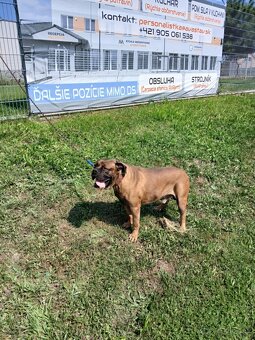 American bully XXL - 3