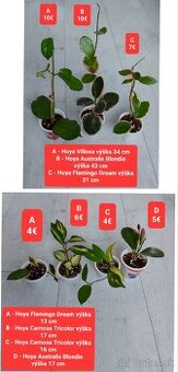 Predám izbové rastliny - 3