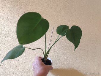 MONSTERA DELICIOSA - 3