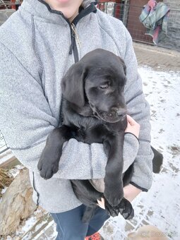 Labrador - 3