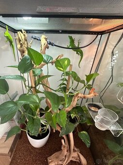 Felzuma madagaskarska - 3