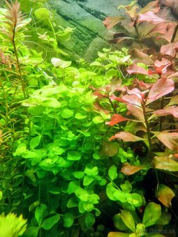 Rastlinky ,Rastliny do akvaria. - 3