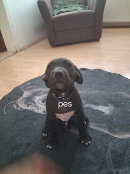 Americký Pitbullterrier - 3