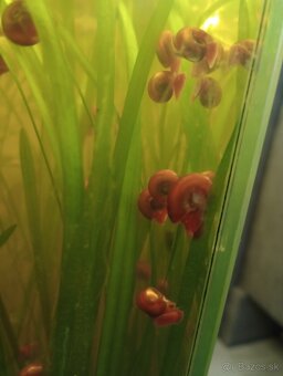 Akvariovy slimák kotulka - 3