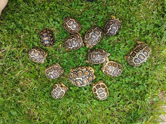 Korytnacka Leopardia (stigmochelys pardalis babcocki) - 3