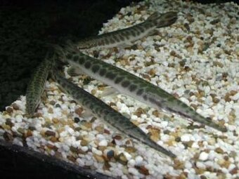 arapaima gigas+mix - 3