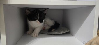 Mačiatka na adopciu - 3
