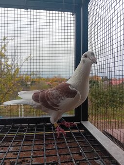 Poštové holuby - 3