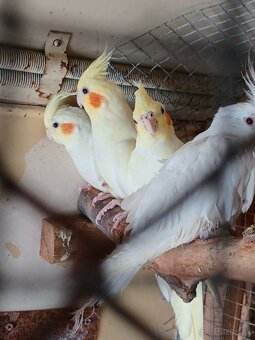 Predám korely lutino - 3