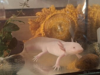 Axolotl samec - 3