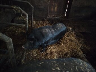 Prasatá cca 150kg - 3