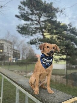 Zvieratá nie sú vianočné darčeky. Sú záväzkom na celý život. - 3