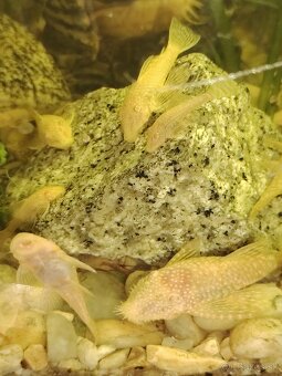 Prisavnik Ancitrus - 3