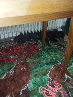 Darujem šteniatka psa fenku - 3