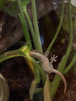 Gekón panenský - 3