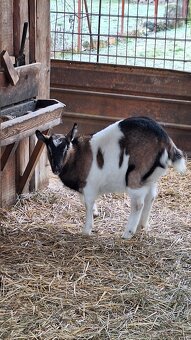 Predám kozu - 3