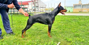 KUPIROVANÉ ŠTENIATKA DOBERMANA S PP FCI - 3